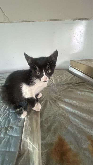 Gatos para adopção