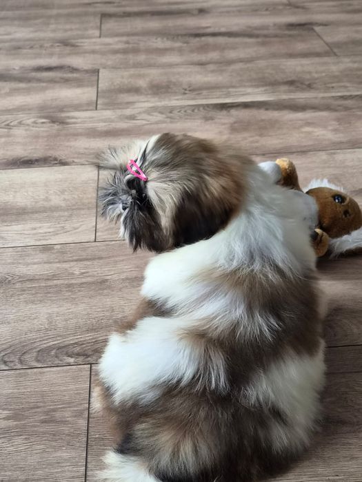 Shih tzu/Uroczy maluszek