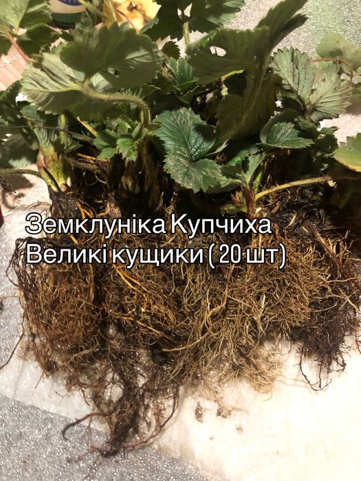 Земклуніка Купчиха (полуниця)