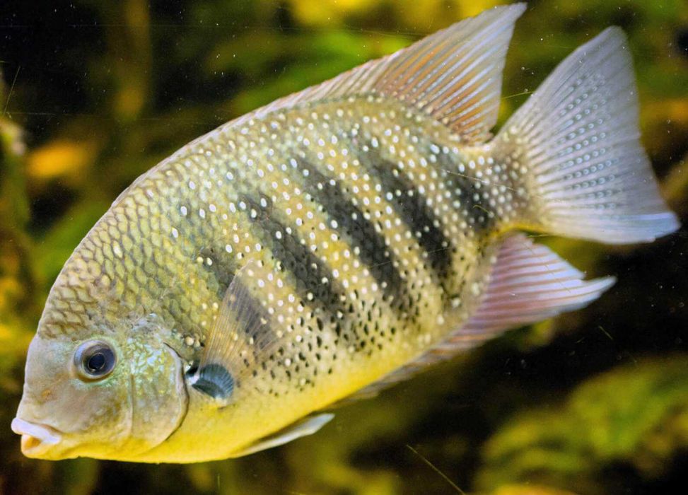 Żółtaczek cejloński - Etroplus suratensis - dowóz, wysyłka
