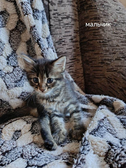 Віддам кошенят у добрі руки