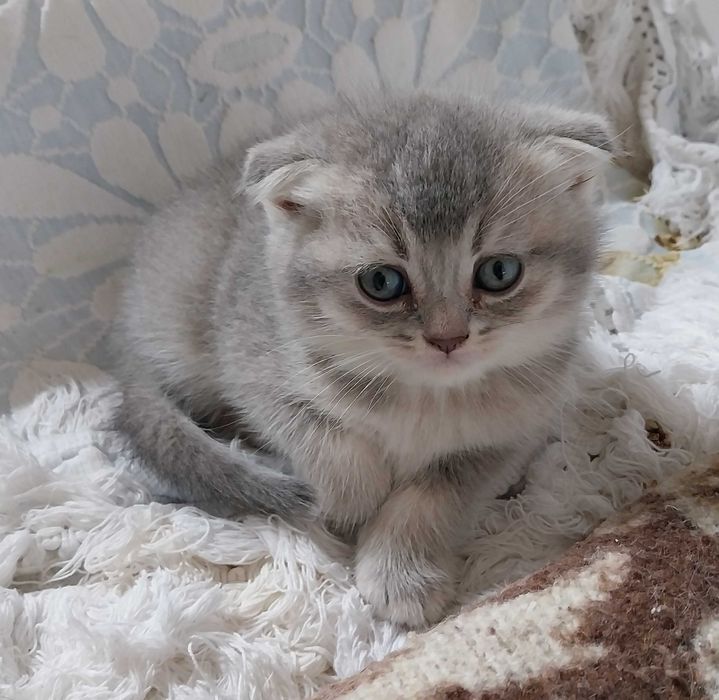 Gatinho macho Scottish fold