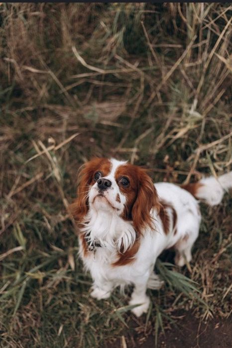 Вязка кавалер кинг Чарльз спаниель