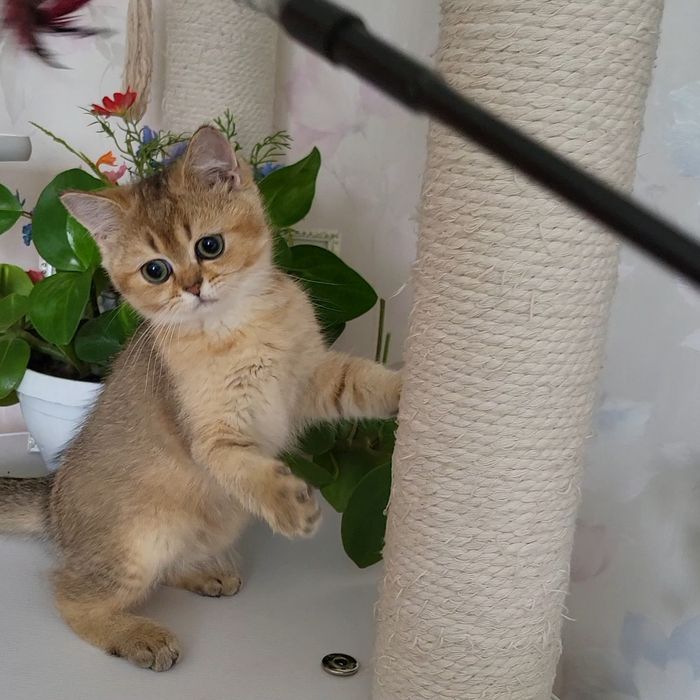 Хлопчик Золота шиншила.