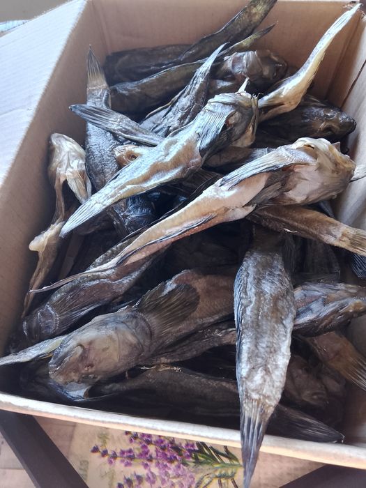 Бичок балтійський