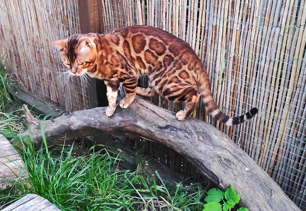 Чудовий бенгальський котик, бенгал, кошенята