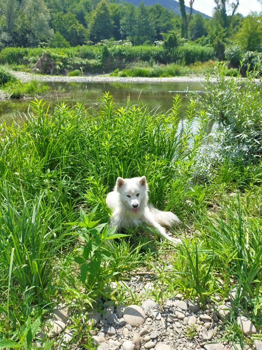 Шерсть самоедской собаки