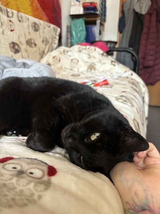 Moranguinha procura uma familia