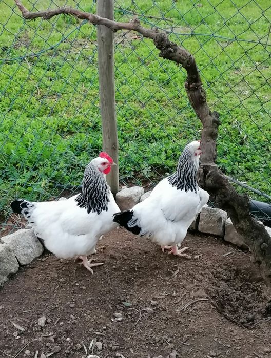 Ovos Fecundados - Sussex Light