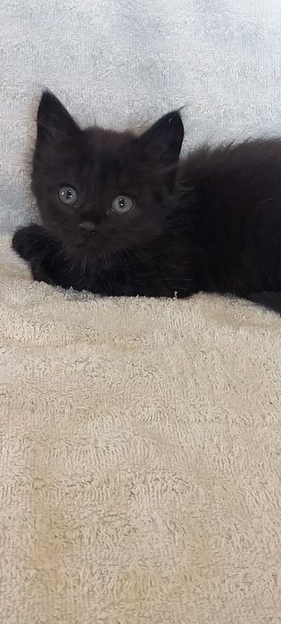 Кошенята скотіш страйт