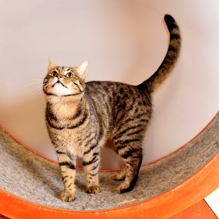 Шикарный кот Джек ищет свою семью