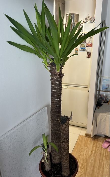 Kwiatek Yucca