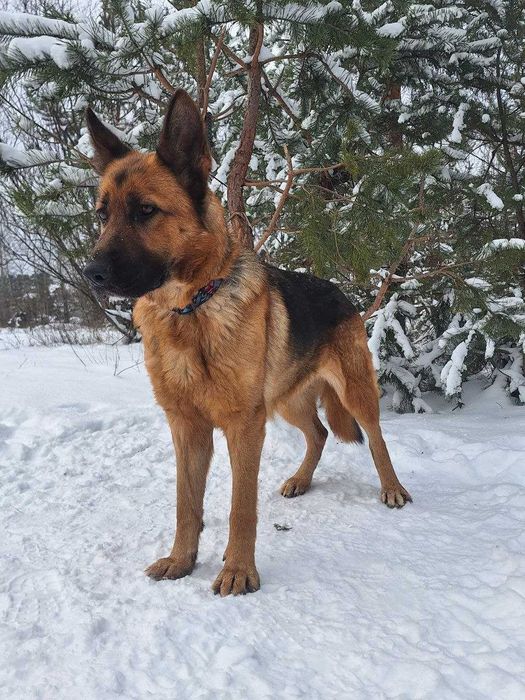 вівчарка Ліві у добрі руки