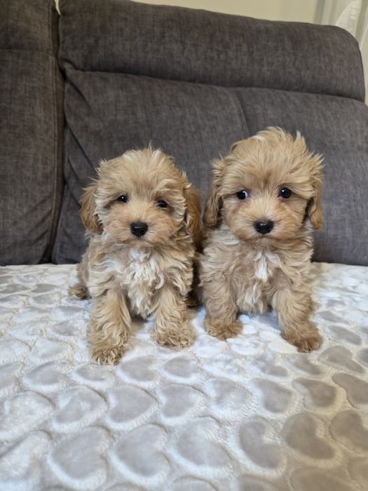 Maltipoo piesek suczka szczeniak