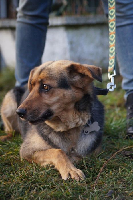 Łagodna i wierna suczka- adoptuj Elke