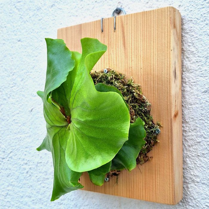 Platycerium kitshakood