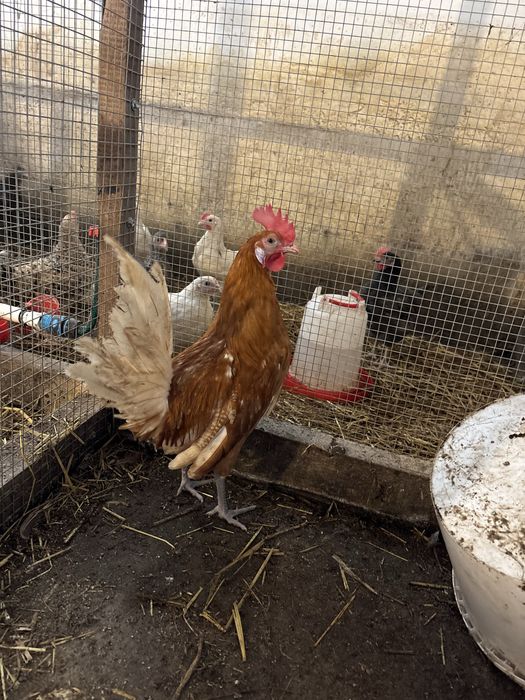 Koguty Leghorn , fryzierskie