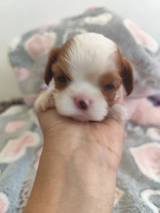 Cavalier King Charles Spaniel Menina