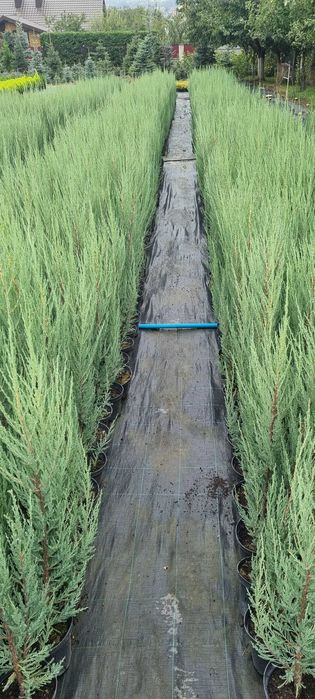 Ялівець Blue Arrow C2