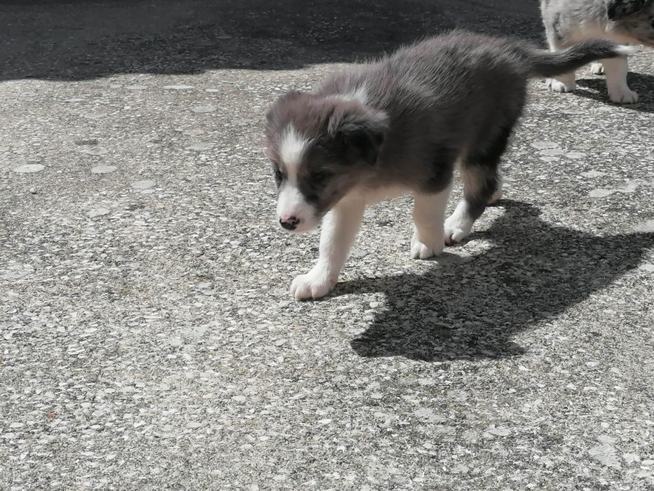Fêmea Border Collie (rara) LOP/RI