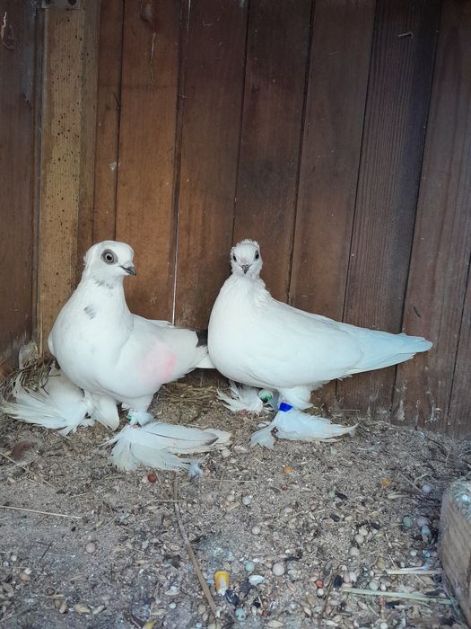 Sprzedam gołębie winery