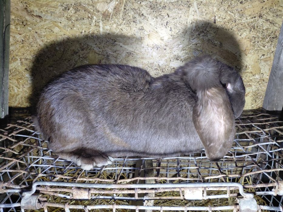 sprzedam samca barana francuskiego havana