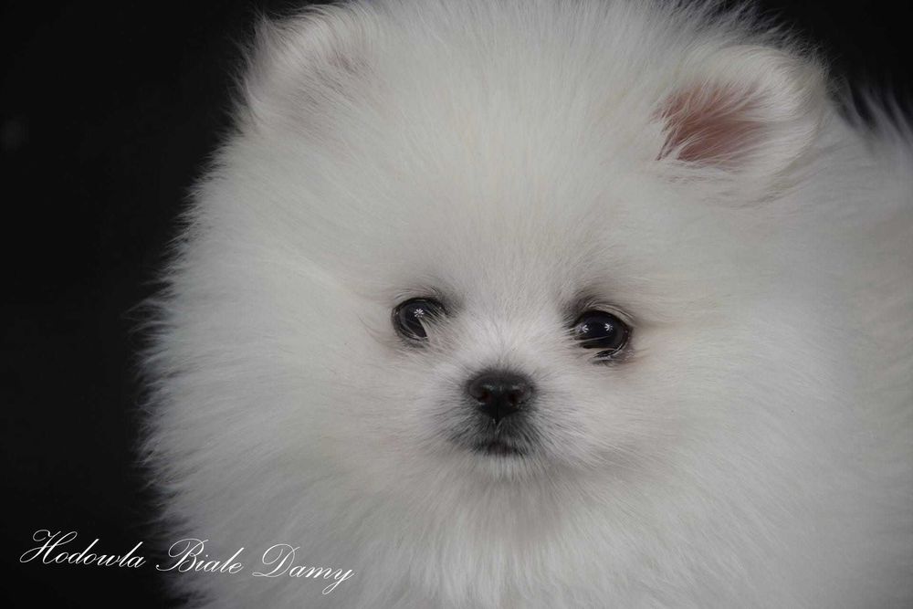 Szpic miniaturowy Pomeranian Boo Szpice Śląskie Rodowód Samiec Hary