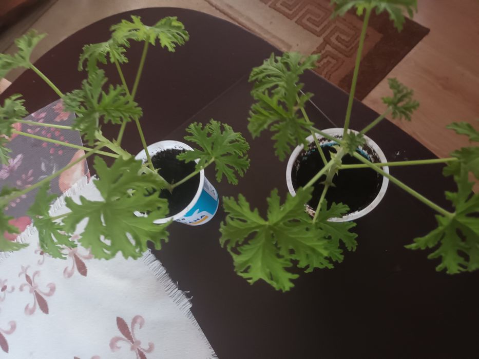 Anginowiec  geranium na ból ucha gardła katar, wysyłka olx