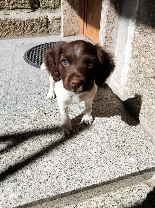 Cão Epagneul breton