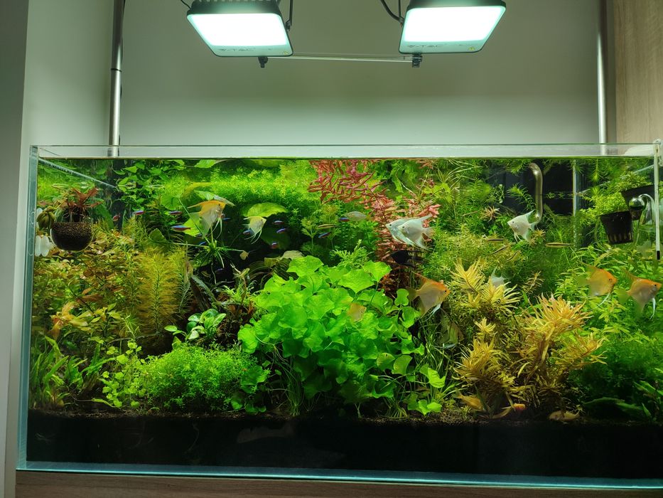 Sprzedam rośliny do akwarium