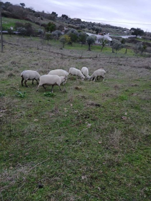 Vende-se ovelhas