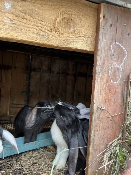 Кролі на розведення