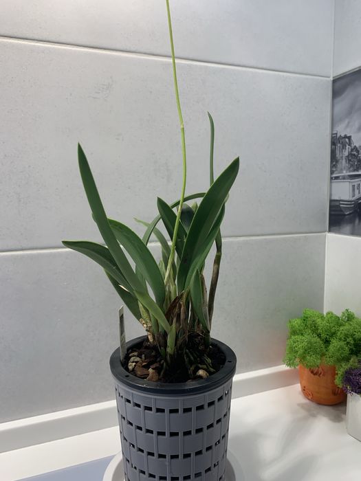 Орхідея Laelia Marxiana доросла