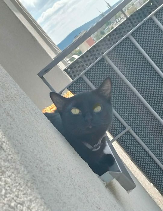 Zaginęła czarna kotka