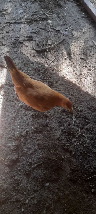 Aves  adultos garnizos