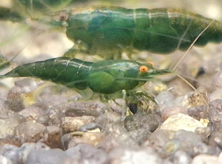 Krewetki Neocaridina Orange Eye Green Jade