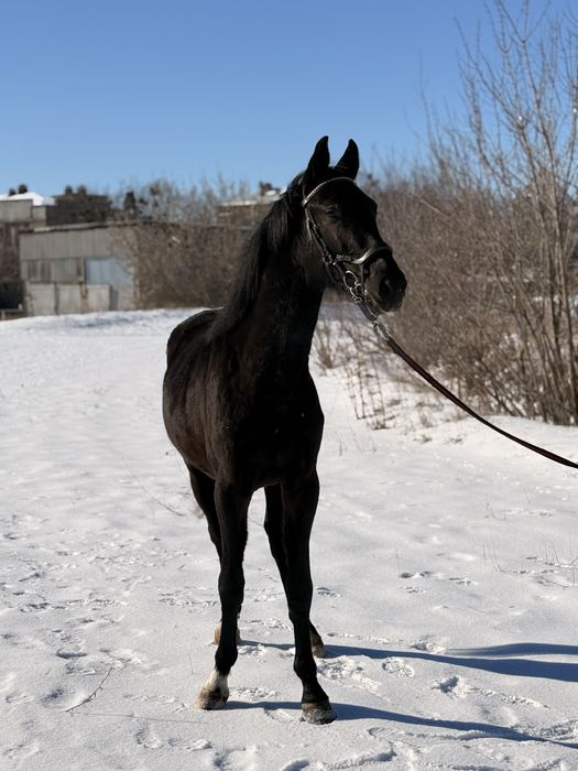 Жеребец УВП конь