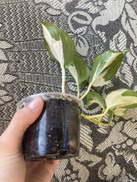 Епіпремнум Хеппі Ліф, Epipremnum Happy Leaf