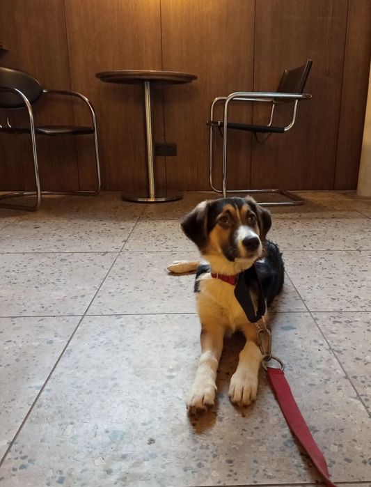 Отдам даром в добрые руки собаку метис бигля