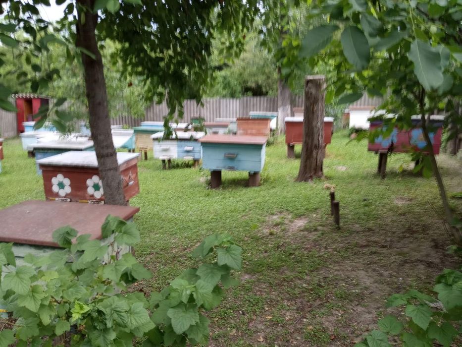 Продам бджолосім'ї
