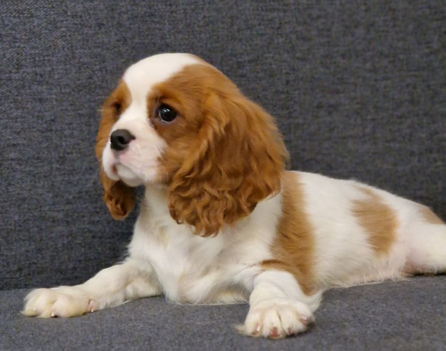 Хлопчик Кавалер Кінг Чарльз спаніель FCI