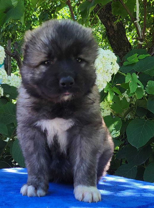 цуценята кавказької вівчарки