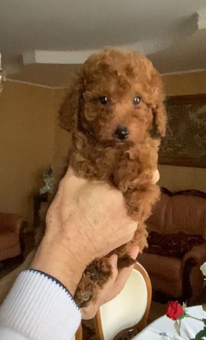 Дівчинка той пудель