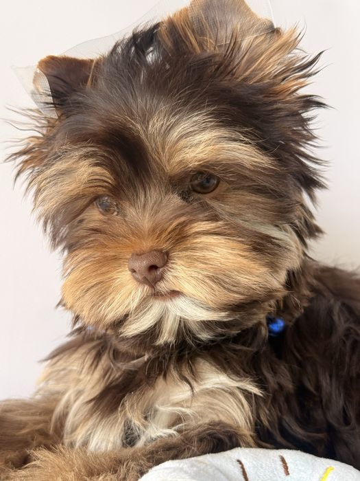 York, yorkshire terrier choco-tan Batman