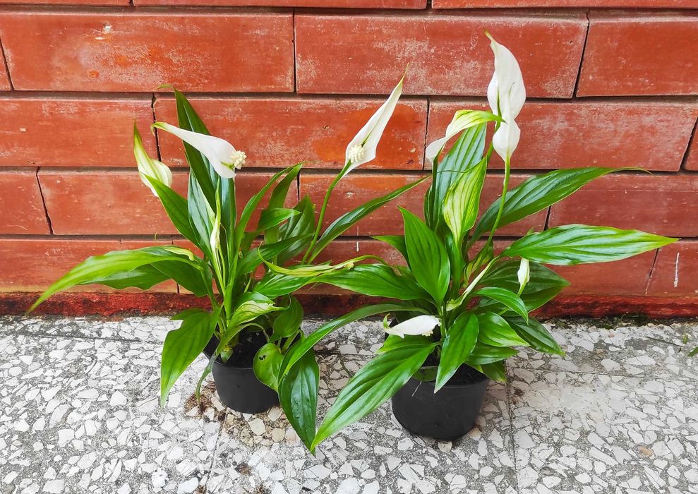 Lírio da Paz - planta em vaso, vários tamanhos