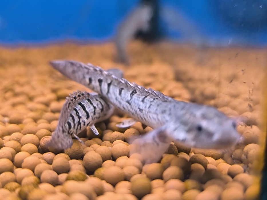 Polypterus Delhezi