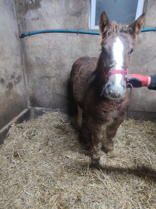 Sprzedam źrebówkę PKZ