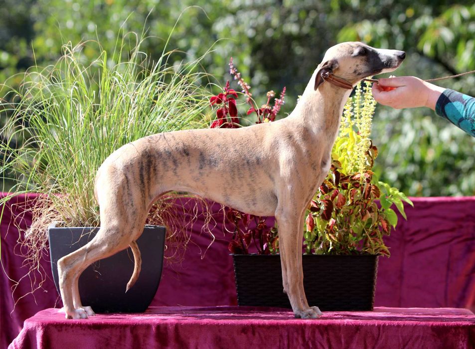 Whippet Chart angielski ZKwP/FCI cudna sunia TIFFANY