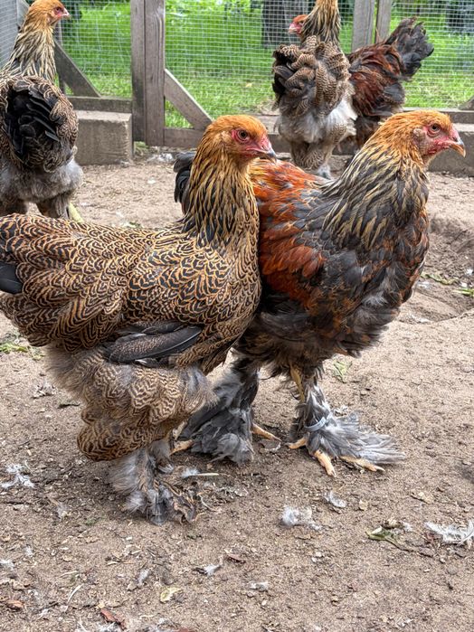 Brahma brahmy brunatno falista