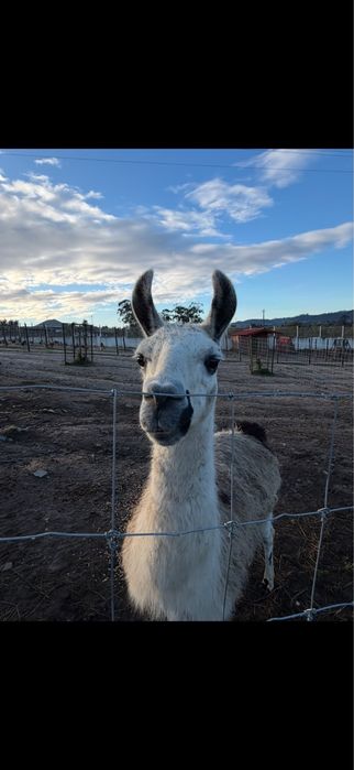 Vendo lamas machos
